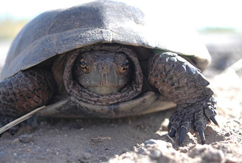 Desert tortoise