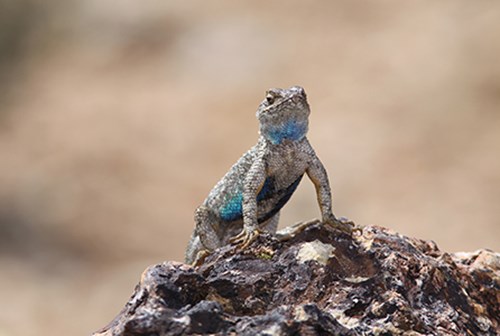 Western fence lizard 