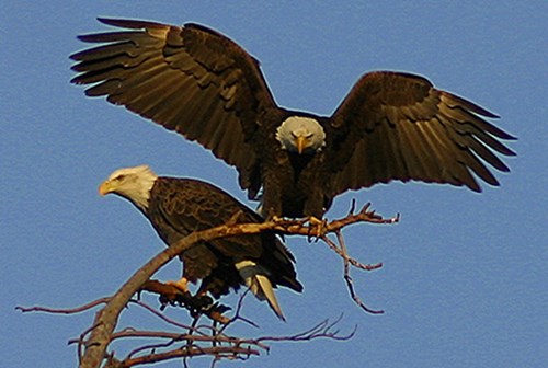  Bald Headed Eagles