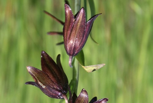 Chocolate Lilies