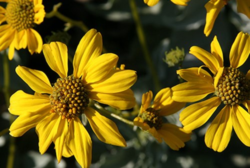 Brittlebush