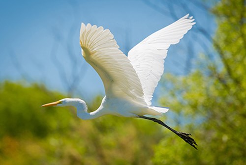 Egret