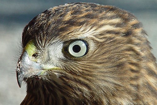 Juvenile red-tailed hawk