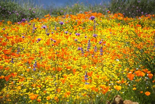 Wildflower Field