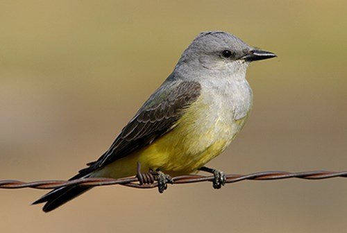 Western kingbird 