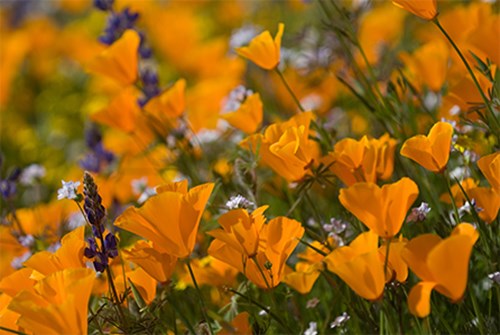 Poppies