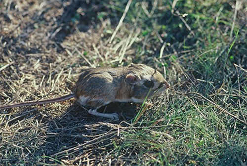 Stephens’ kangaroo rat