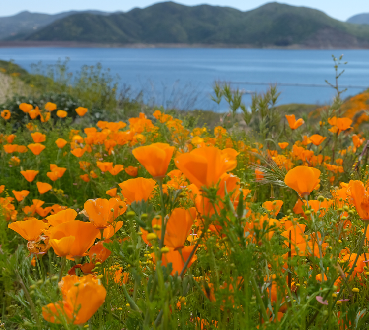 Photo of Diamond Valley Lake