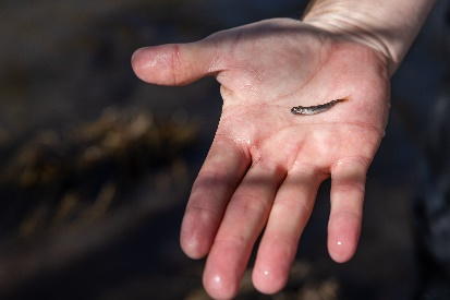 Salmon Predation and Survival Rate Studies  (Photo courtesy DWR)