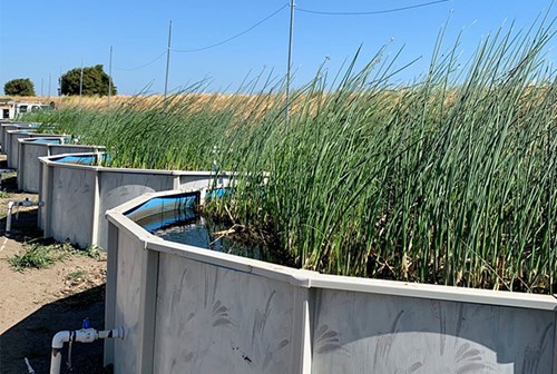 A photo of Floating Wetlands Restoration Research on Bouldin Island.